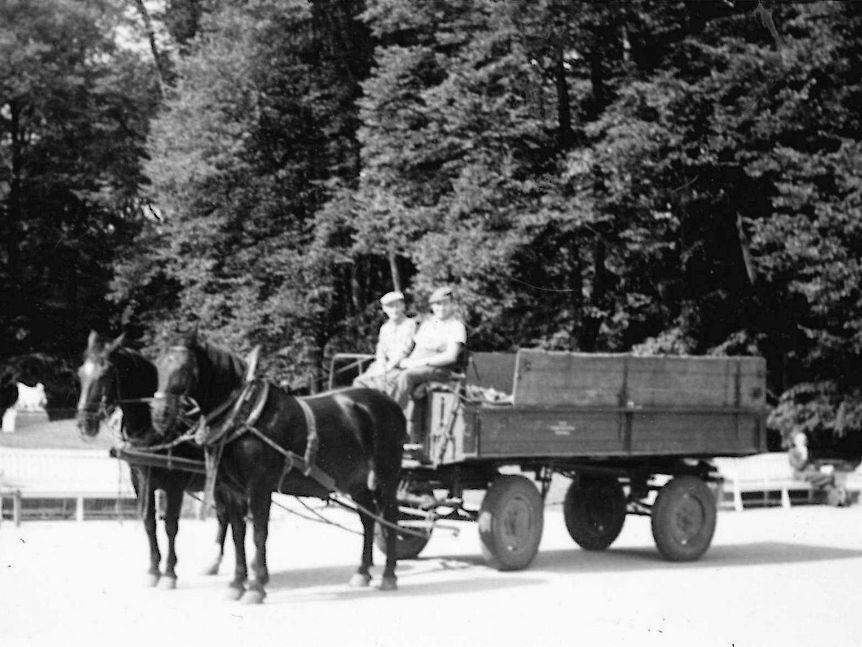 Schloss und Schlossgarten Schwetzingen, Pferdegespann im Schlossgarten Anfang der 1950er Jahre