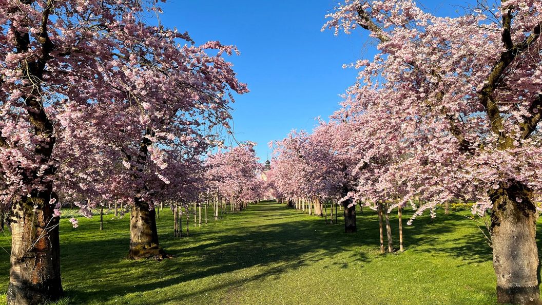 Schloss und Schlossgarten Schwetzingen, Kirschbäume im Obstgarten am 18. März 2026