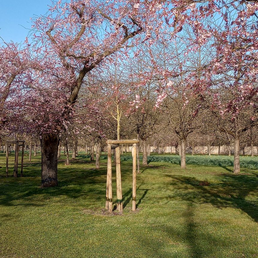 Schloss und Schlossgarten Schwetzingen, Kirschbäume im Obstgarten am 21. März 2025