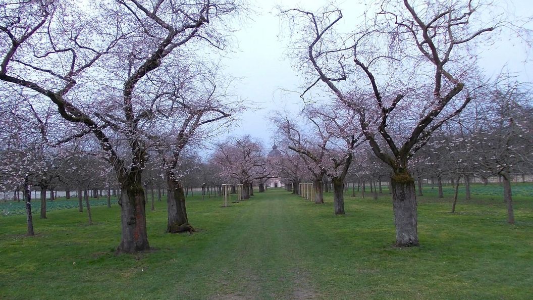 Schloss und Schlossgarten Schwetzingen, Kirschbäume im Obstgarten am 06. März 2023