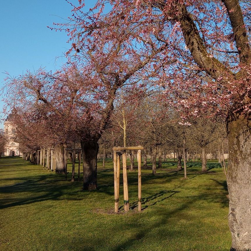 Schloss und Schlossgarten Schwetzingen, Kirschbäume im Obstgarten am 19. März 2025