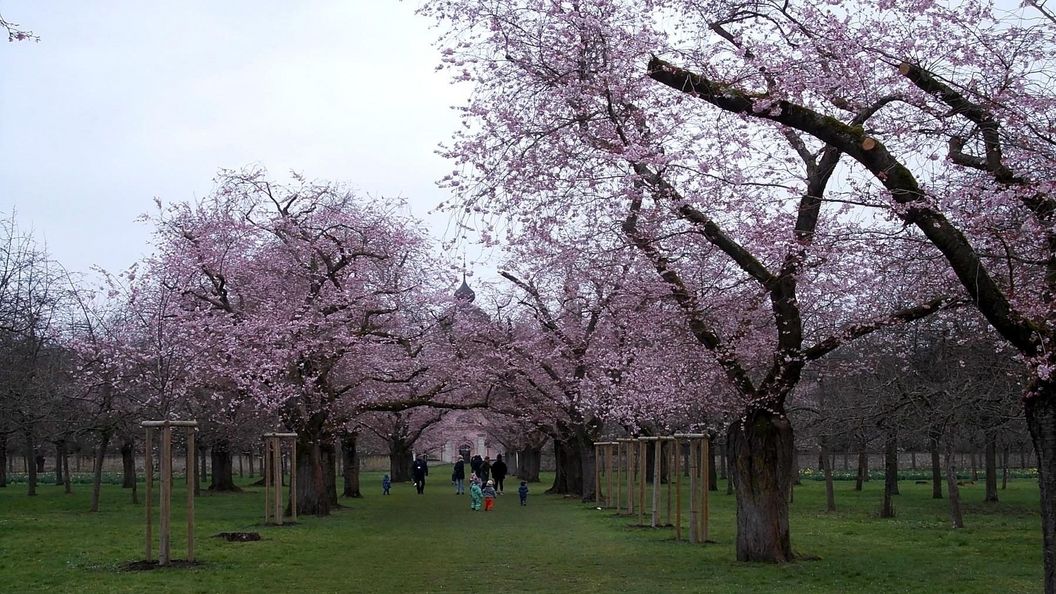 Schloss und Schlossgarten Schwetzingen, Kirschbäume im Obstgarten am 20. März 2023