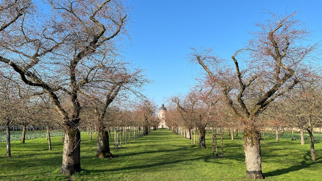 Schloss und Schlossgarten Schwetzingen, Kirschbäume im Obstgarten am 5. März 2026