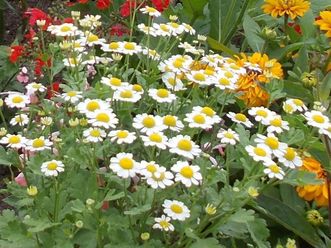 Mutterkraut im Schwetzinger Schlossgarten