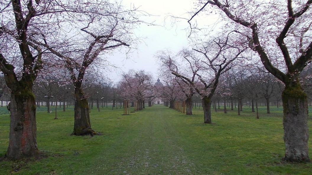 Schloss und Schlossgarten Schwetzingen, Kirschbäume im Obstgarten am 08. März 2023.