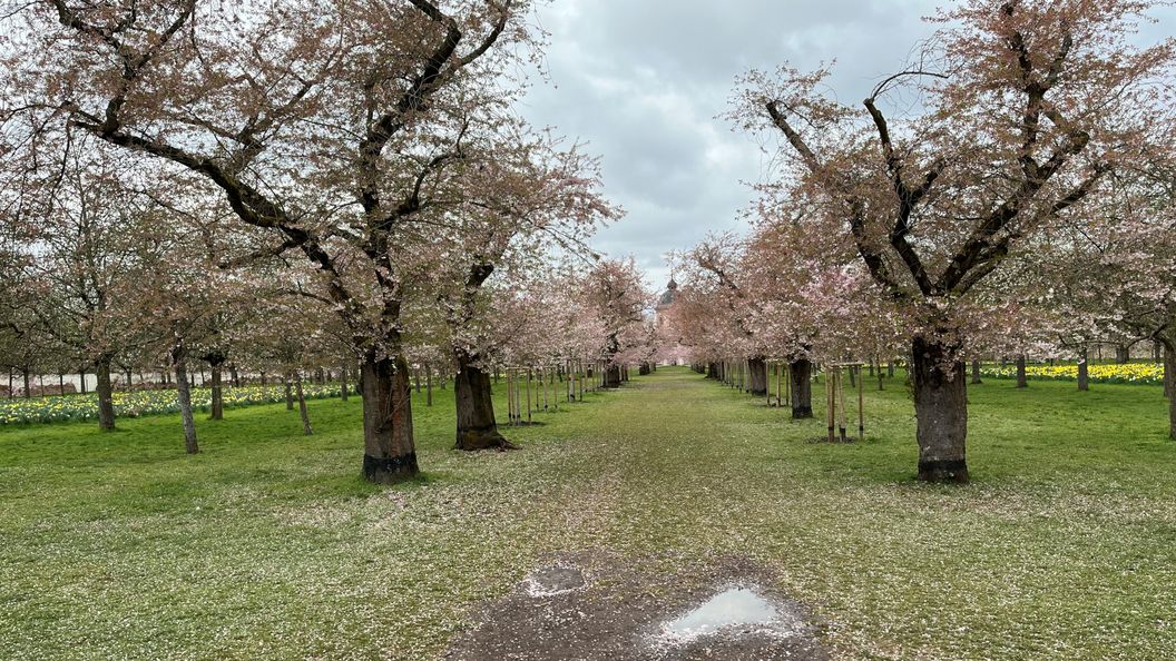 Schloss und Schlossgarten Schwetzingen, Kirschbäume im Obstgarten am 26. März 2026