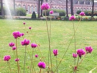 Kugelamaranth im Schwetzinger Schlossgarten