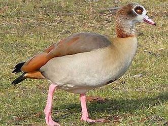 Nilgans unterwegs im Schwetzinger Schlossgarten