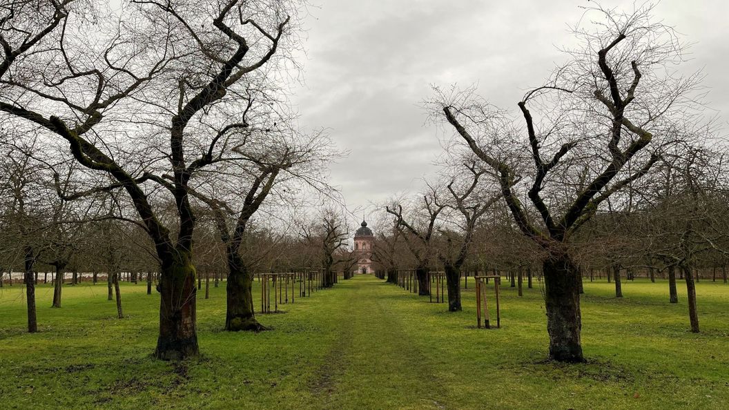 Schloss und Schlossgarten Schwetzingen, Kirschbäume im Obstgarten am 11. Februar 2026