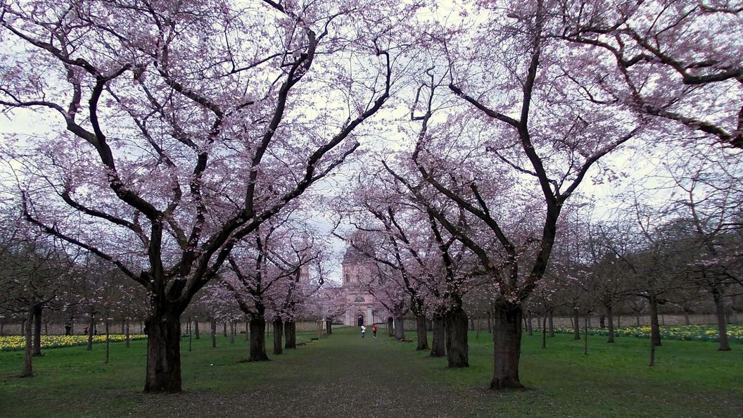 Schloss und Schlossgarten Schwetzingen, Kirschbäume im Obstgarten am 29. März 2023