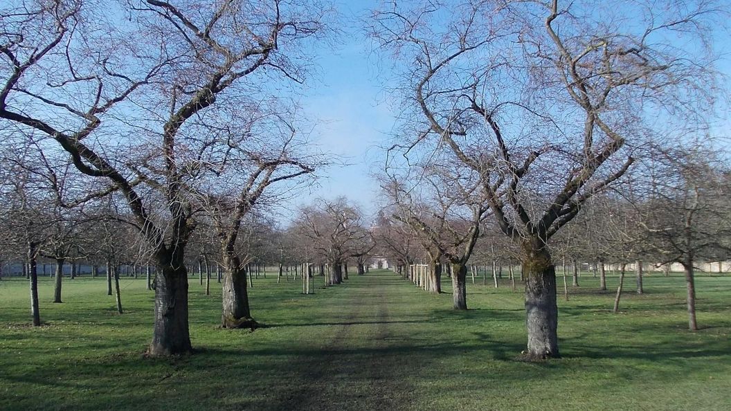 Schloss und Schlossgarten Schwetzingen, Kirschbäume im Obstgarten am 16. Februar 2023