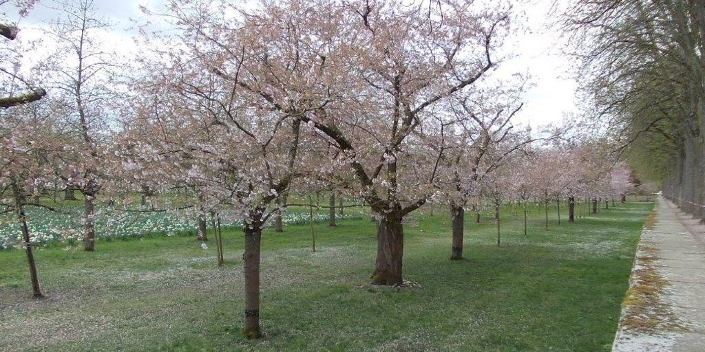 Schloss und Schlossgarten Schwetzingen, Kirschbäume im Obstgarten am 31. März 2025