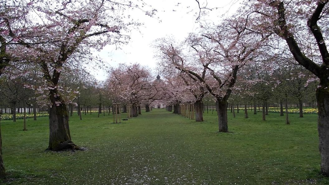 Schloss und Schlossgarten Schwetzingen, Kirschbäume im Obstgarten am 31. März 2023