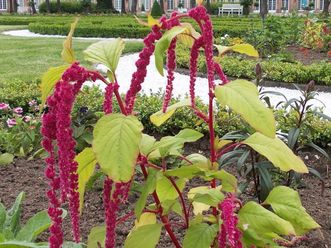 Fuchsschwanz im Schwetzinger Schlossgarten