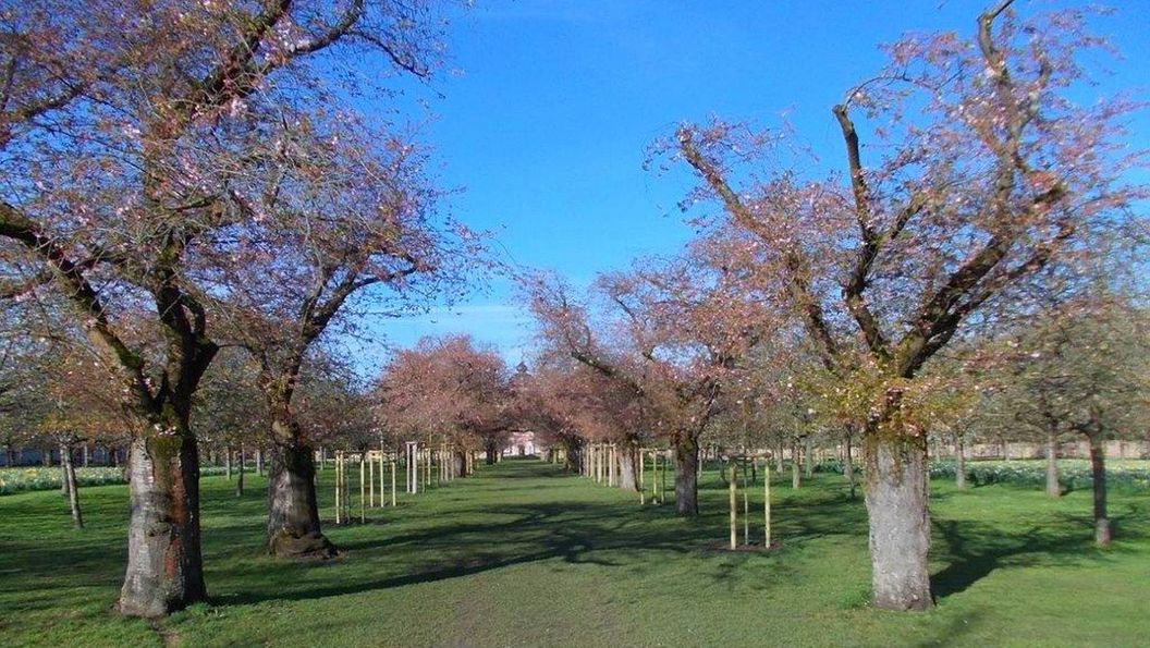 Schloss und Schlossgarten Schwetzingen, Kirschbäume im Obstgarten am 25. März 2024