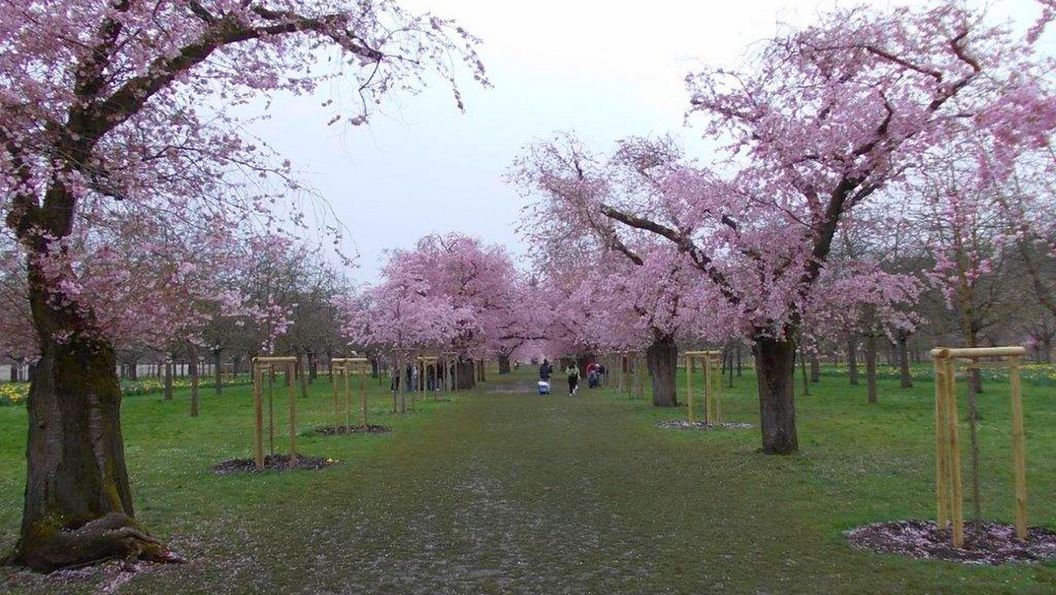 Schloss und Schlossgarten Schwetzingen, Kirschbäume im Obstgarten am 18. März 2024