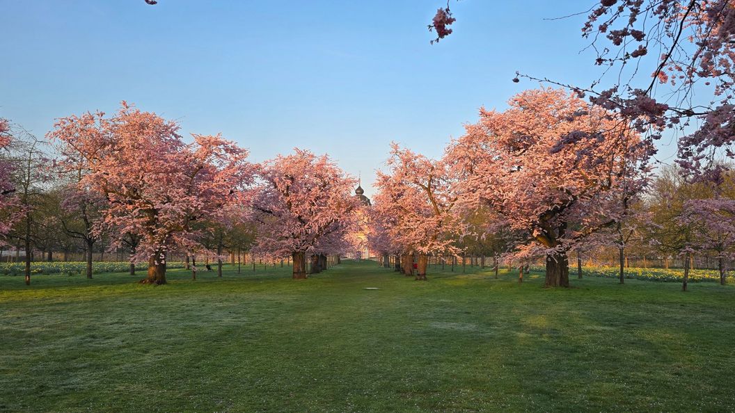 Alt Text: Schloss und Schlossgarten Schwetzingen, Kirschbäume im Obstgarten am 20. März 2026