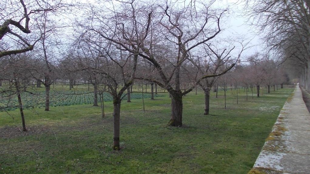 Schloss und Schlossgarten Schwetzingen, Kirschbäume im Obstgarten am 10. März 2025