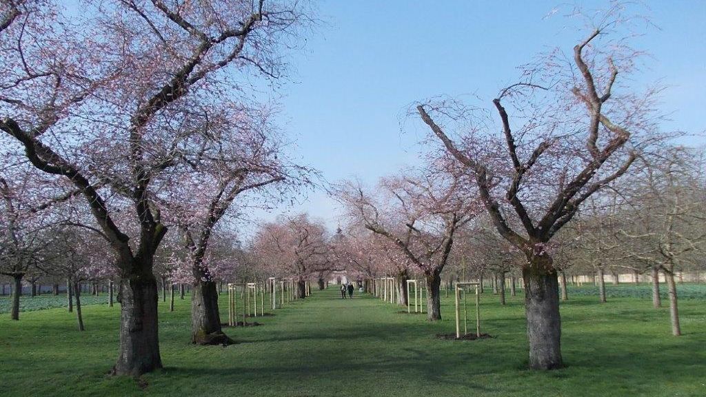 Schloss und Schlossgarten Schwetzingen, Kirschbäume im Obstgarten am 28. Februar 2024 