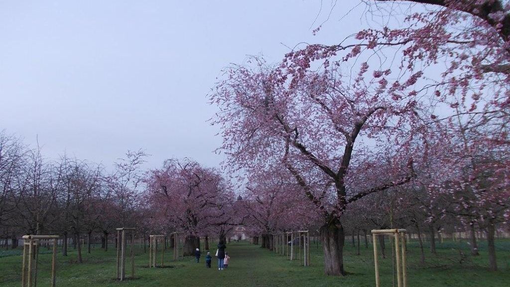 Schloss und Schlossgarten Schwetzingen, Kirschbäume im Obstgarten am 6. März 2024 