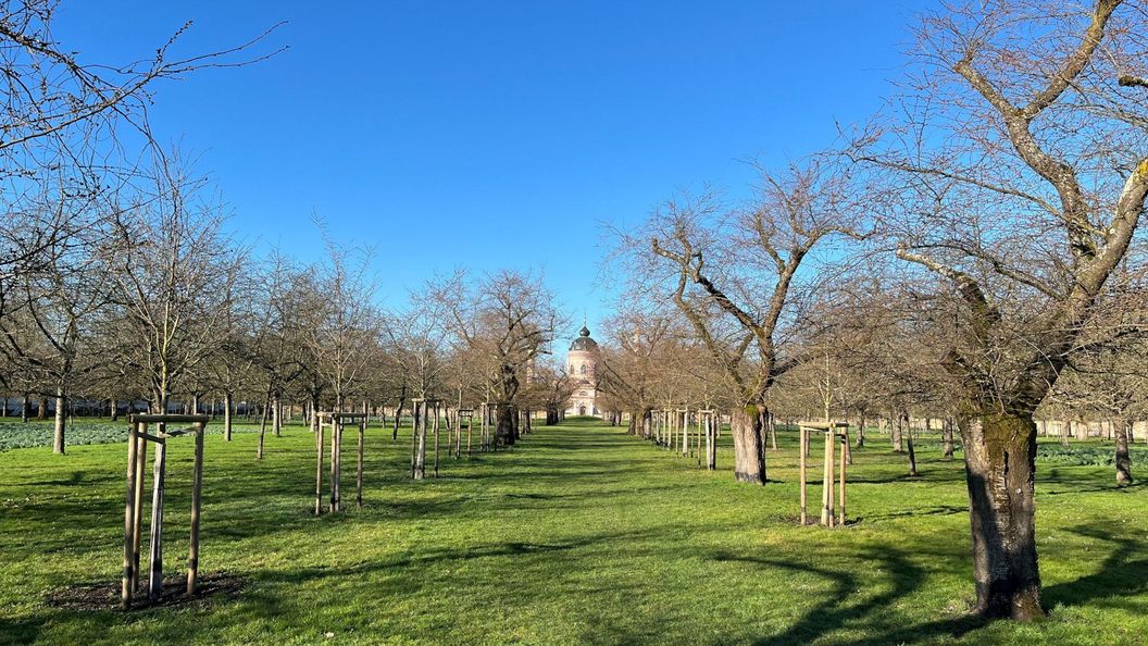 Schloss und Schlossgarten Schwetzingen, Kirschbäume im Obstgarten am 2. März 2026