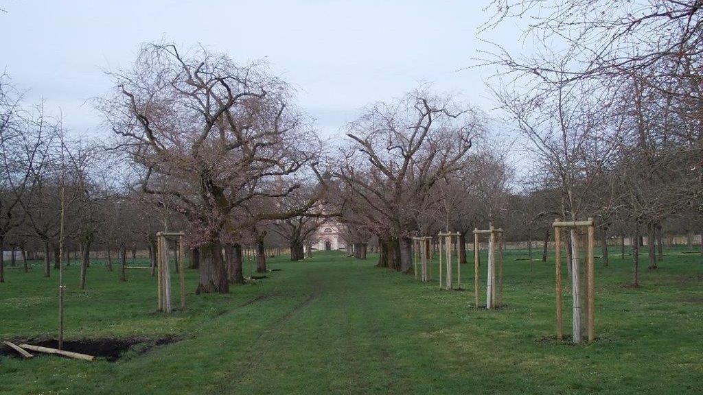 Schloss und Schlossgarten Schwetzingen, Kirschbäume im Obstgarten am 21. Februar 2024