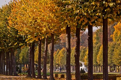 Der Schwetzinger Schlossgarten im Herbst