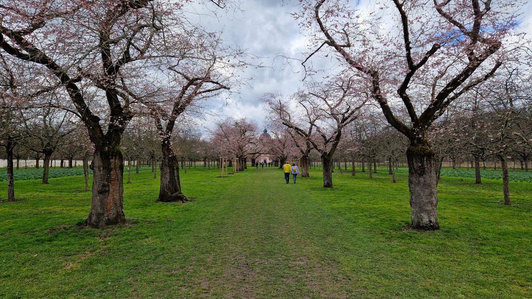 Schloss und Schlossgarten Schwetzingen, Kirschbäume im Obstgarten am 13. März 2023