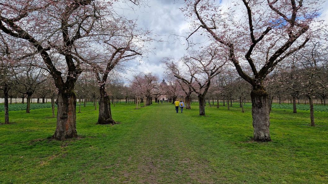 Schloss und Schlossgarten Schwetzingen, Kirschbäume im Obstgarten am 13. März 2023