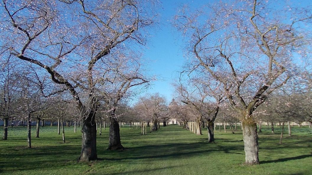 Schloss und Schlossgarten Schwetzingen, Kirschbäume im Obstgarten am 28. Februar 2023