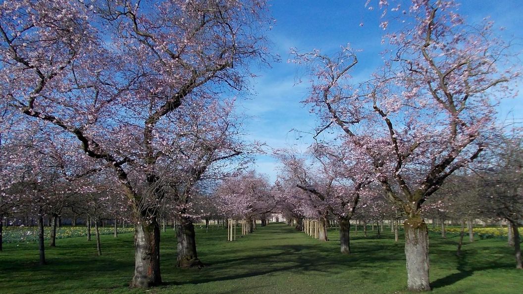 Schloss und Schlossgarten Schwetzingen, Kirschbäume im Obstgarten am 22. März 2023