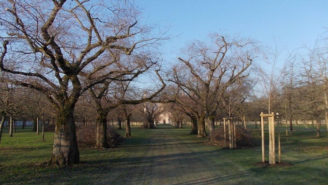 Schloss und Schlossgarten Schwetzingen, Kirschbäume im Obstgarten am 9. Februar 2023
