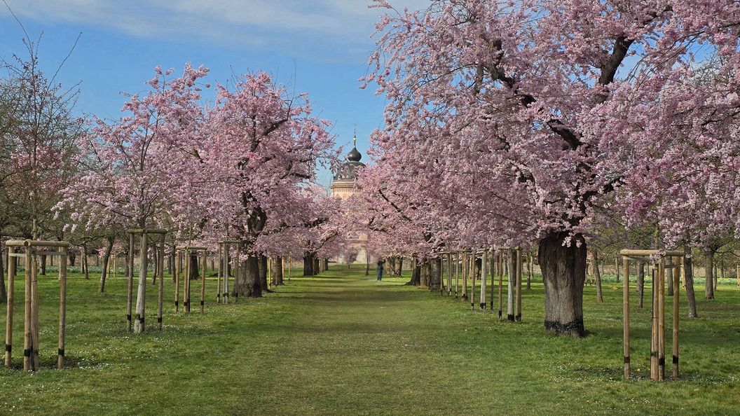 Schloss und Schlossgarten Schwetzingen, Kirschbäume im Obstgarten am 25. März 2025