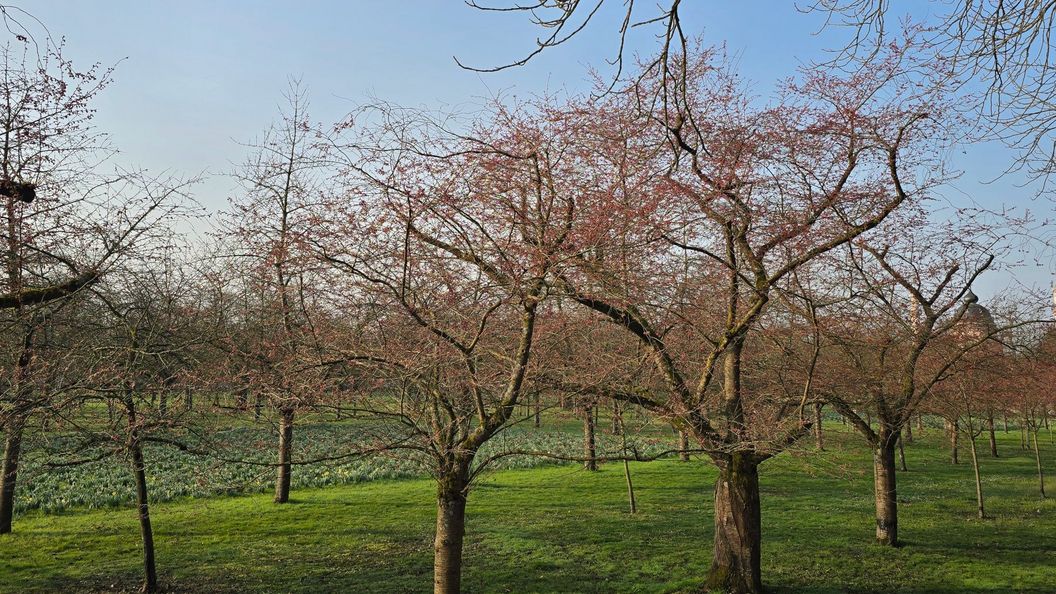 Schloss und Schlossgarten Schwetzingen, Kirschbäume im Obstgarten am 9. März 2026