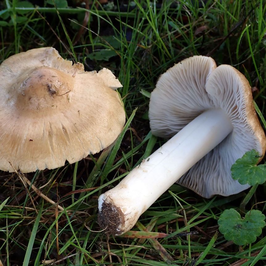 Pilze im Schlossgarten