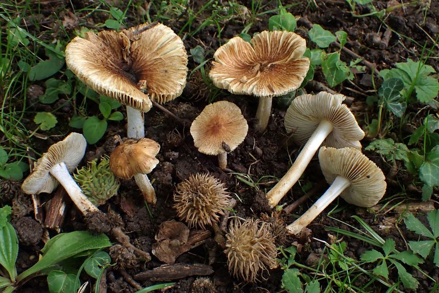 Foto: Felix Hampe Schloss und Schlossgarten Favorite, Sonstiges, Projekt Schloss.Baum.Pilz