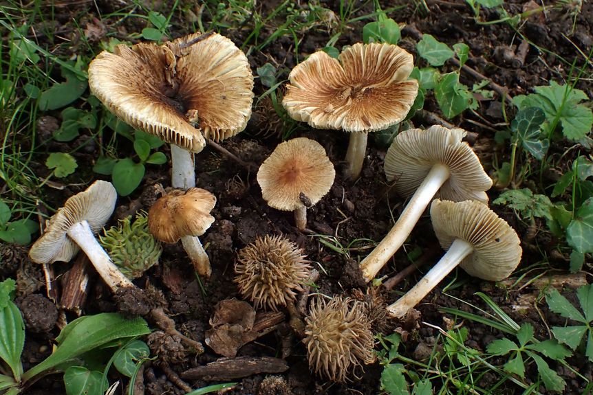 Foto: Felix Hampe Schloss und Schlossgarten Favorite, Sonstiges, Projekt Schloss.Baum.Pilz