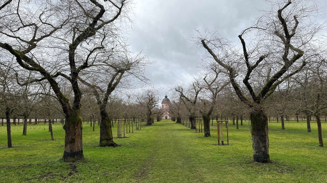 Schloss und Schlossgarten Schwetzingen, Kirschbäume im Obstgarten am 16. Februar 2026
