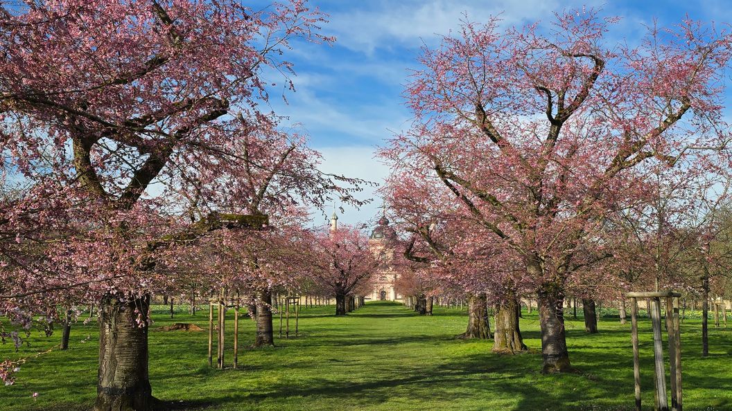 Schloss und Schlossgarten Schwetzingen, Kirschbäume im Obstgarten am 13. März 2026