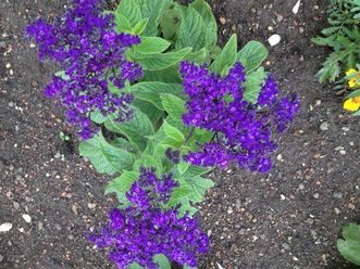 Vanilleblume im Schwetzinger Schlossgarten