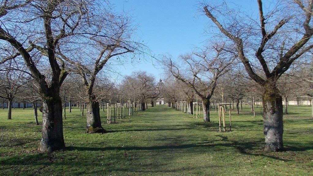 Schloss und Schlossgarten Schwetzingen, Kirschbäume im Obstgarten am 17. Februar 2025
