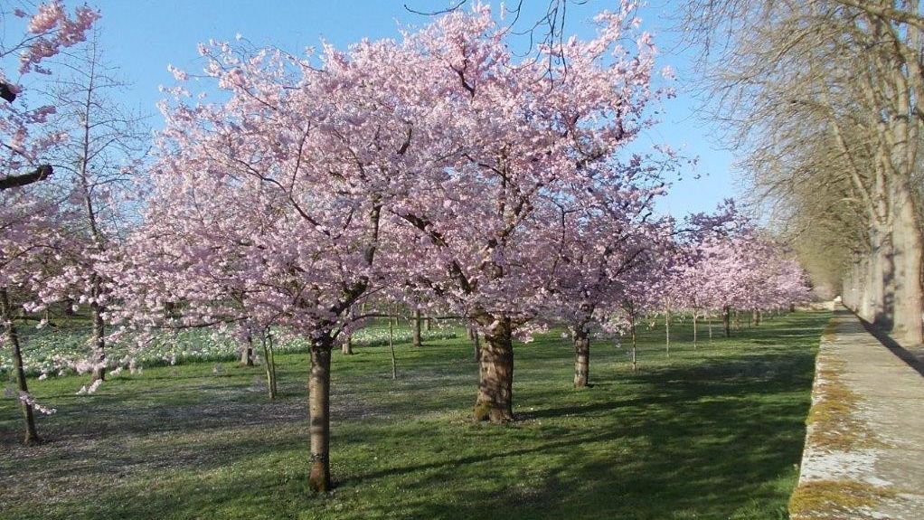Schloss und Schlossgarten Schwetzingen, Kirschbäume im Obstgarten am 27. März 2025